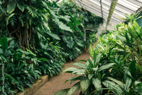Fototapeta Naklejka Na Ścianę i Meble -  interior of a large greenhouse with a collection of tropical plants