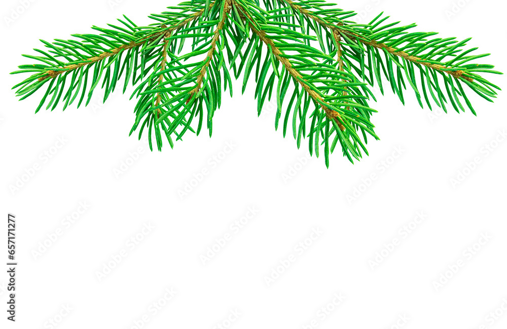 Several spruce branches from above isolated on a transparent background. Several spruce branches from above isolated on a transparent background.