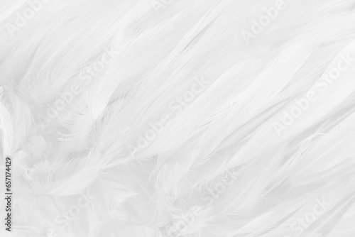 Beautiful white bird feathers pattern texture background.