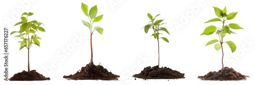 Small tree saplings with dirt isolated on transaprent background generative ai photo