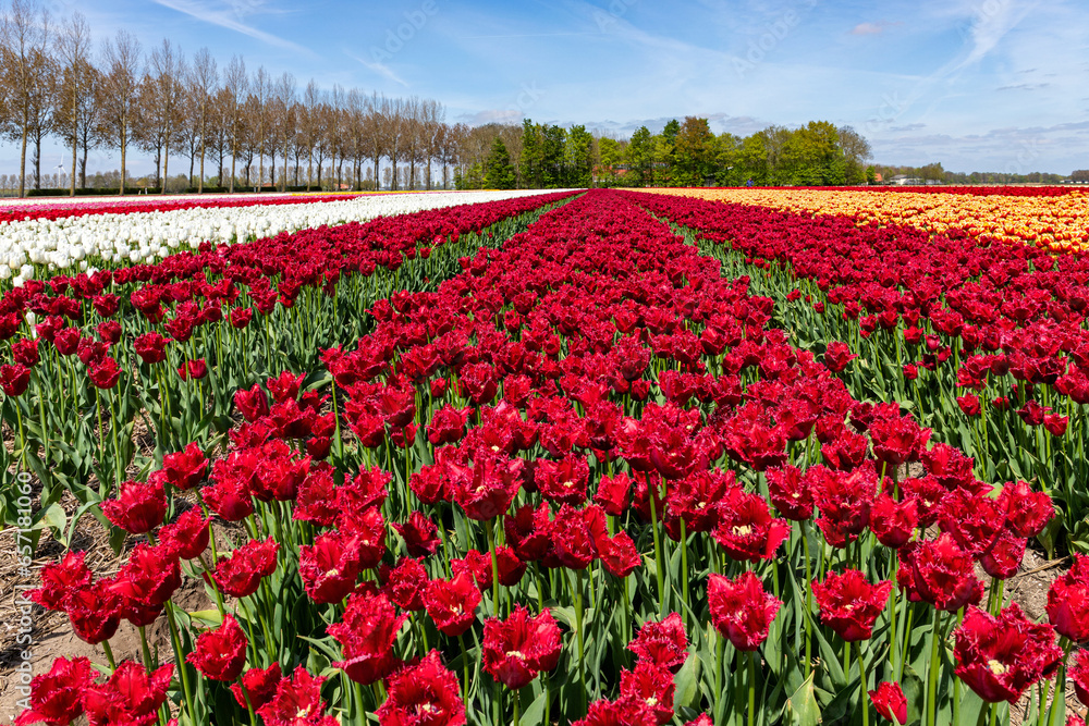 field with red fringed tulips (variety ‘Philly Belle’) in Flevoland, Netherlands
