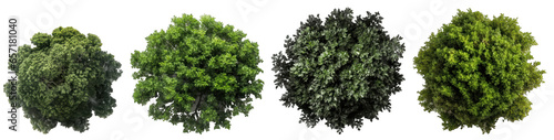 Fotobehang Top view of dense green foliage trees, isolated on transparent background genera