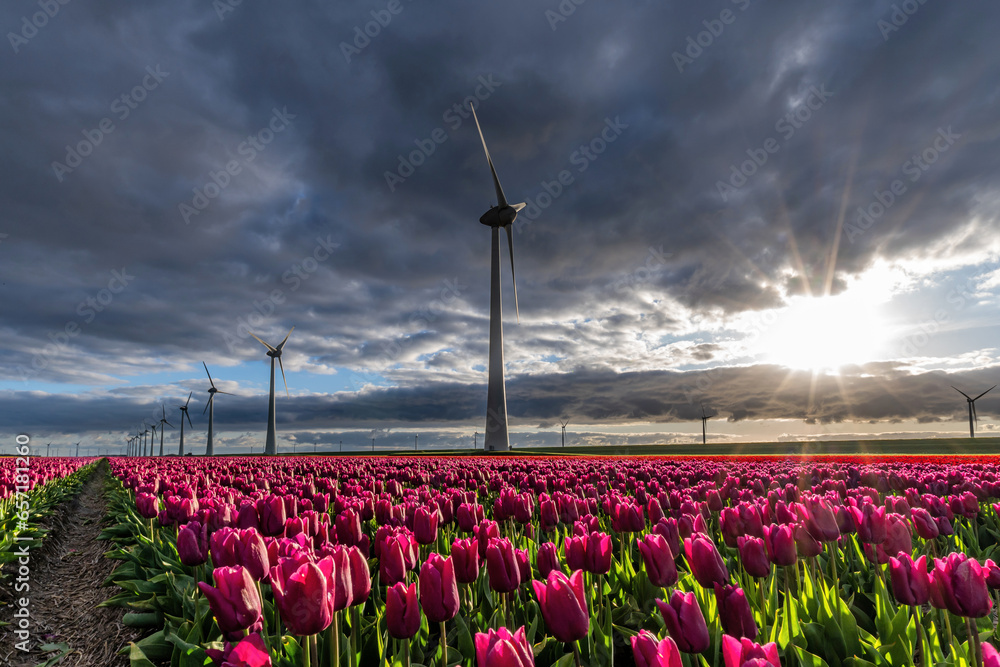 field with purple triumph tulips (variety ‘Purple Prince’) in Flevoland, Netherlands