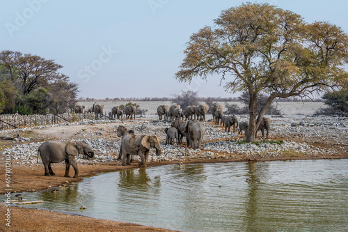 A view of a herd of elephants joining a herd already at waterhole in the Etosha National Park in Namibia in the dry season