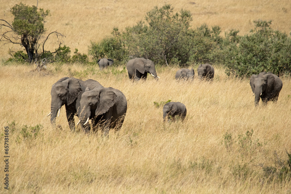 Group of females, cubs and young males of African savanna elephant among the grasses of the African savannah with the first light of sunrise Group of females, cubs and young males of African savanna elephant among the grasses of the African savannah with the first light of sunrise