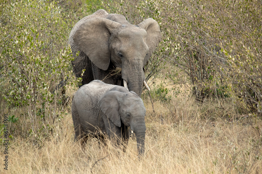 Female and cub of African savanna elephant in the African savanna with the last lights of a sunny summer day Female and cub of African savanna elephant in the African savanna with the last lights of a sunny summer day