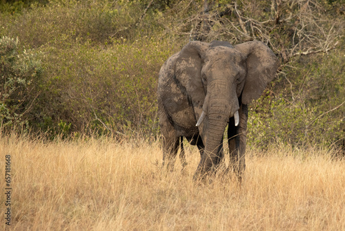 Adult male African elephant in the African savannah among tall grasses in the early evening light
