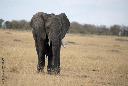 Adult male African elephant in the African savannah among tall grasses in the early evening light