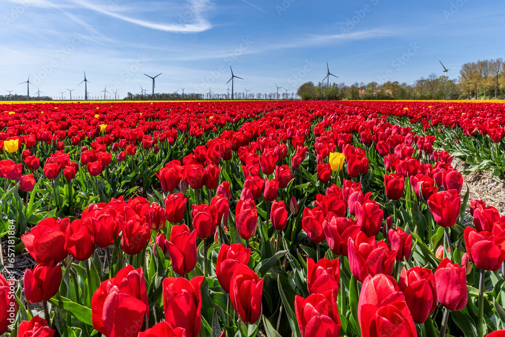 field with red triumph tulips (variety ‘Strong Love’) in Flevoland, Netherlands