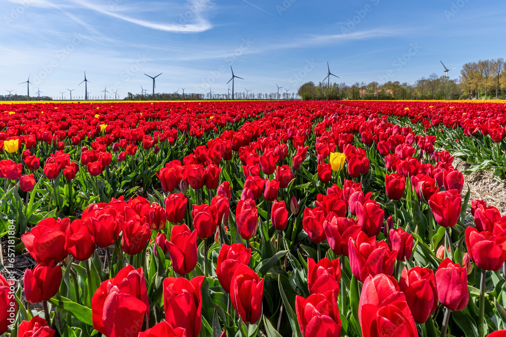 field with red triumph tulips (variety ‘Strong Love’) in Flevoland, Netherlands field with red triumph tulips (variety ‘Strong Love’) in Flevoland, Netherlands