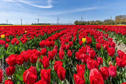 field with red triumph tulips  variety    Strong Love     in Flevoland  Netherlands