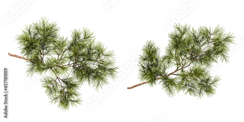 Christmas pine branch on white background