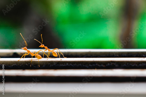 Close up shot of red fire ants (Solenopsis invicta) with blurred background. photo