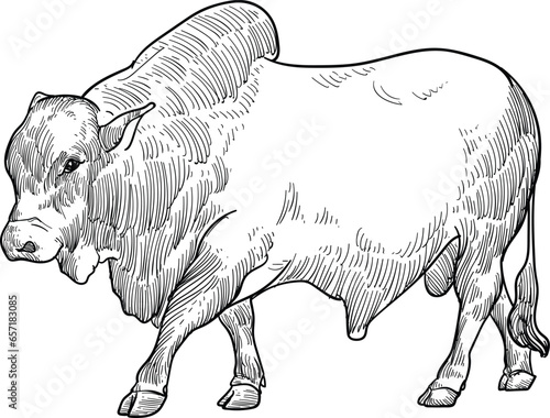 Vintage hand drawn sketch of boran bull