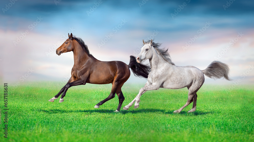 Grey and bay horse with long mane run Grey and bay horse with long mane run