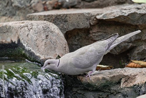 Barbary dove, (Streptopelia risoria), drinking water from a water canal, Tenerife, Canary islands photo