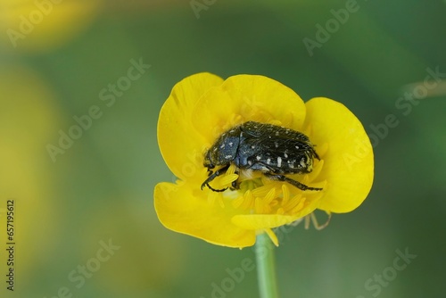 Closeup on a black Mediterranean flower beetle, Oxythyrea funesta in a yellow buttercup, Ranunculus photo