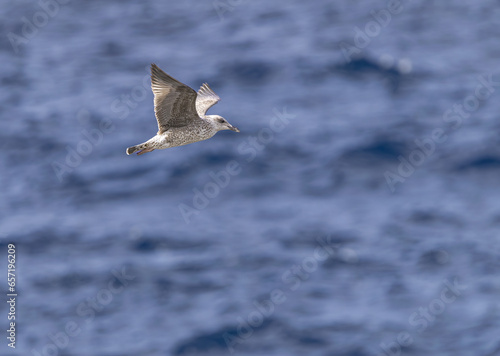 young juvenile yellow-legged gull, (Larus michahellis), flying with blue ocean background