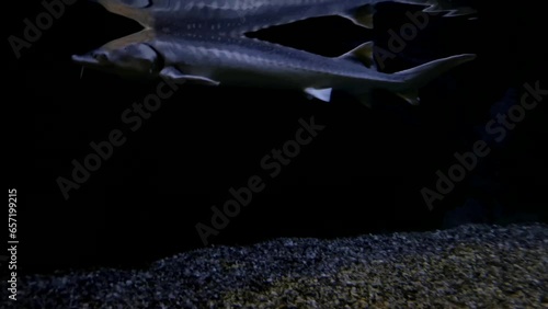 a white sturgeon fish swimming in the clear water
