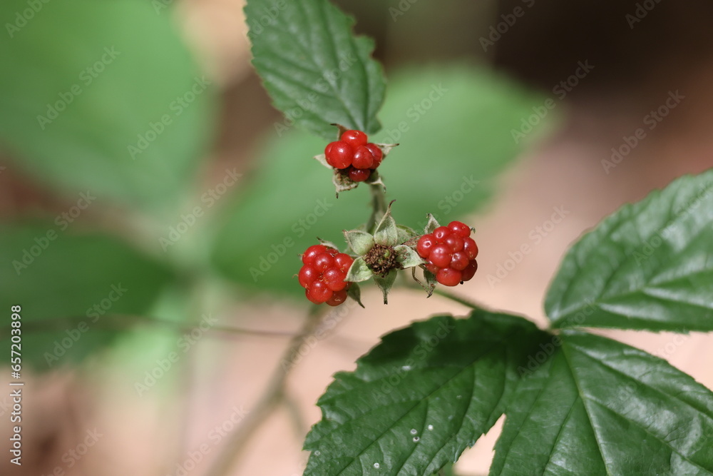 A bush of many ripe blackberries (Rubus fruticosus). They are decorated in red and purple colors. A bush of many ripe blackberries (Rubus fruticosus). They are decorated in red and purple colors.