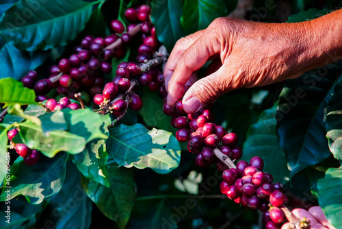 Harvesting Robusta and arabica coffee berries in the North of Thailand .
