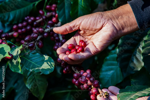Harvesting Robusta and arabica coffee berries in the North of Thailand .