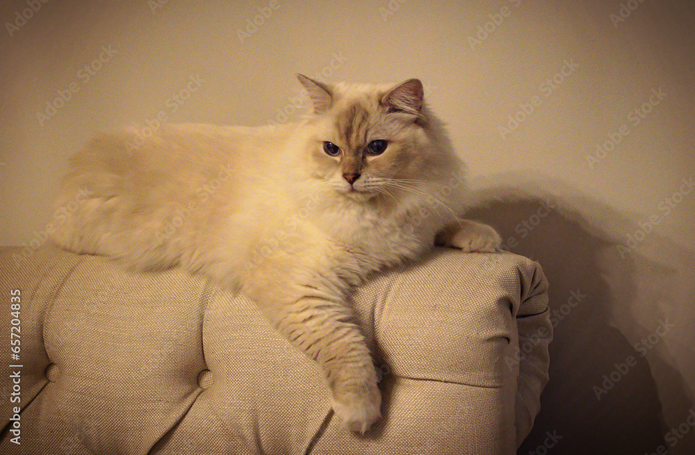 Large fluffy white cat soft fur