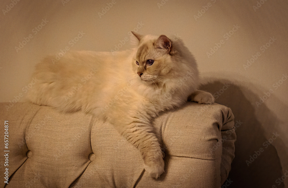 Big Ragdoll cat on sofa