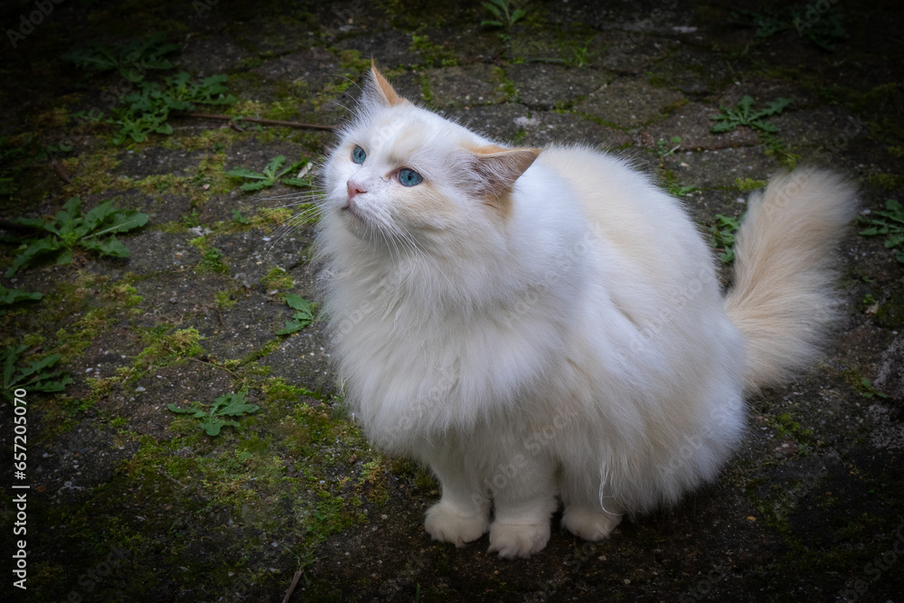 portrait of a ragdoll cat