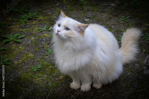 Obraz na płótnie portrait of a ragdoll cat w salonie