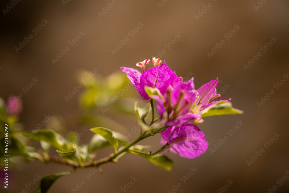 Fototapeta premium flores