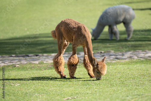 an alpaca is munching on grass