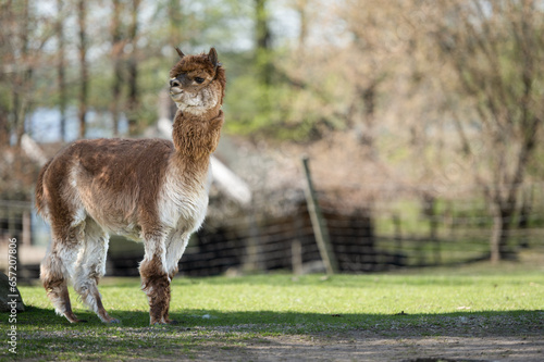 an alpaca is munching on grass
