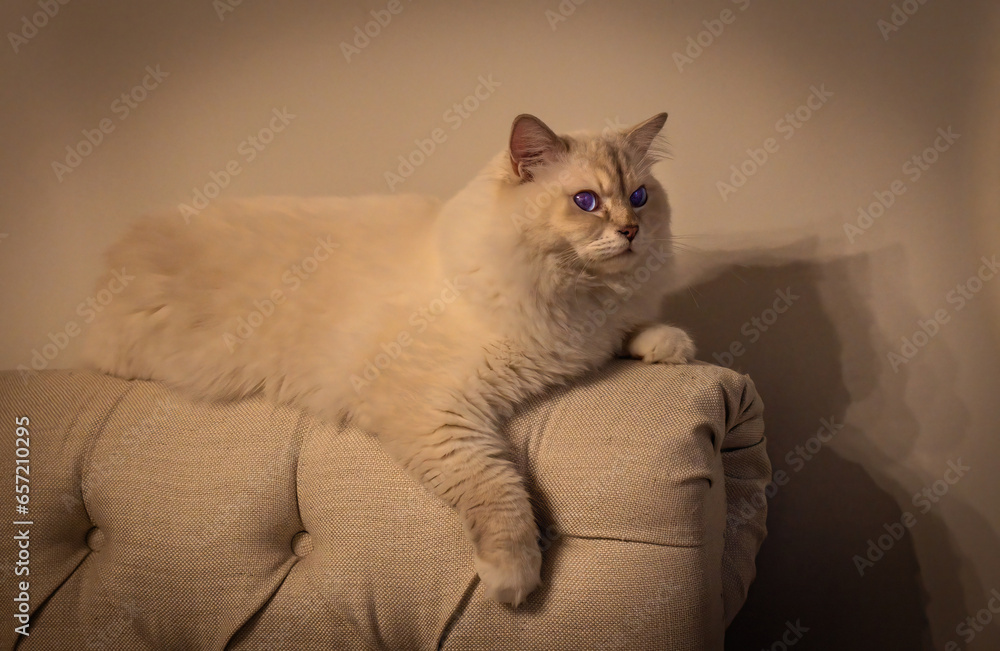 Furry cat on couch