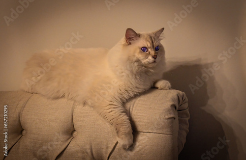 Obraz na płótnie Furry cat on couch w salonie