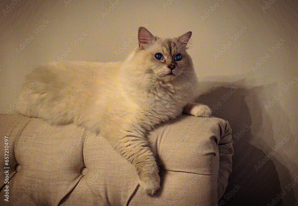 furry ragdoll cat on the couch
