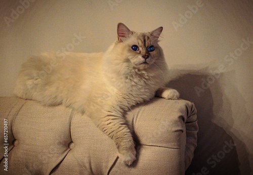 Obraz na płótnie furry ragdoll cat on the couch w salonie