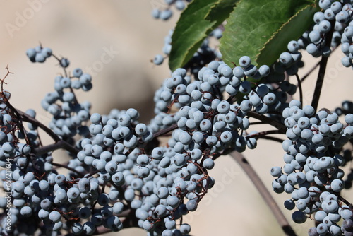 Mexican Elderberry, Sambucus Mexicana, a native perennial monoclinous woody shrub displaying mature spheric glabrous drupe fruit during late Summer in the Eastern Sierra Nevada.