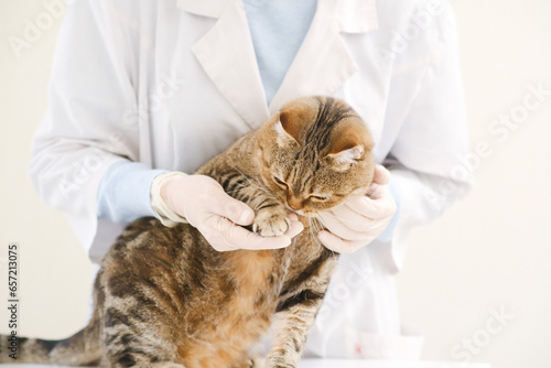 A vet is holding paw of cat in vet clinick. photo