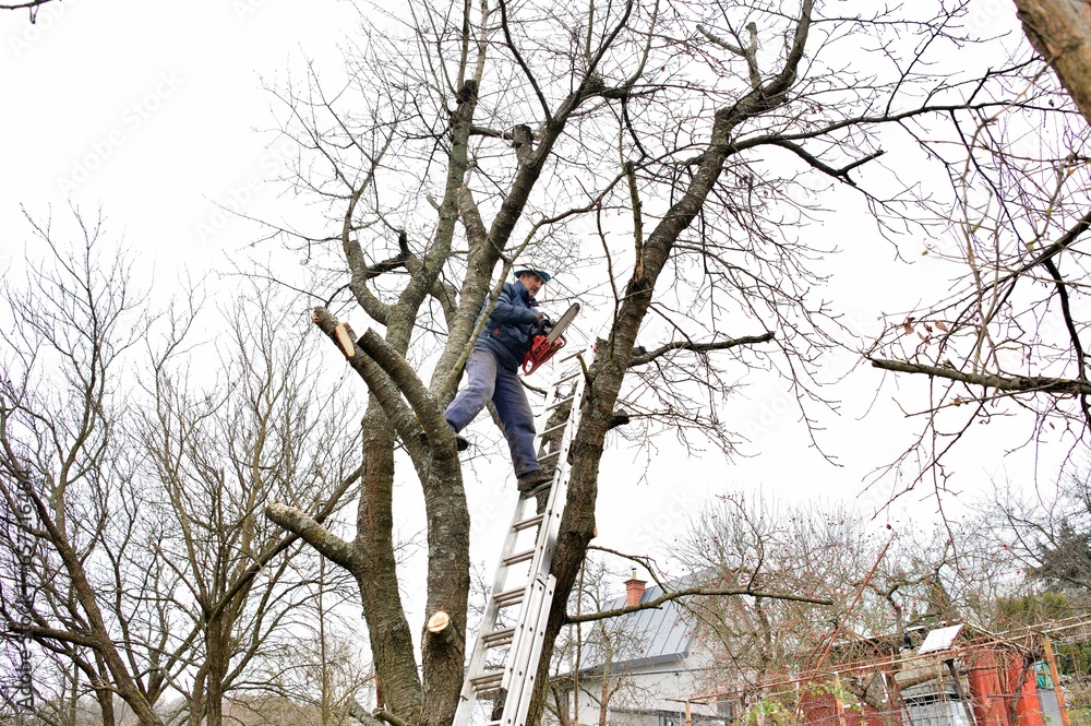 A gardener on a high ladder prunes trees in the garden in autumn