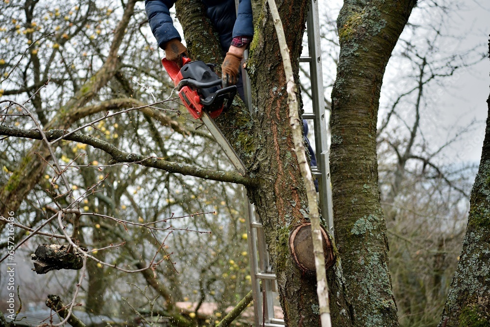 A gardener trims tree branches at heights using a chainsaw