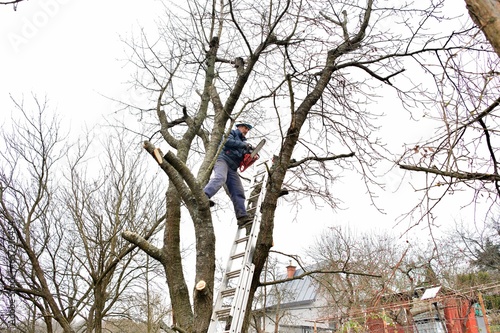Obraz na płótnie A gardener on a high ladder prunes trees in the garden in autumn w salonie