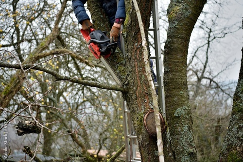 Obraz na płótnie A gardener trims tree branches at heights using a chainsaw w salonie