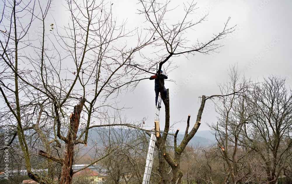 A gardener on a high ladder prunes trees in the garden in autumn