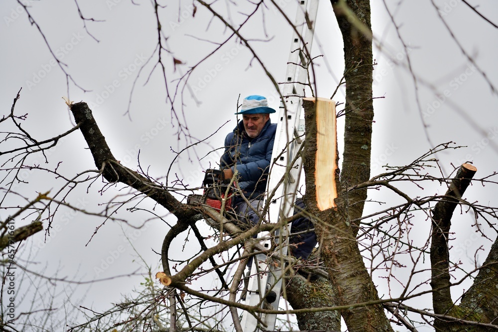A gardener trims tree branches at heights using a chainsaw