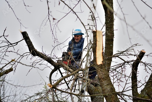 Obraz na płótnie A gardener trims tree branches at heights using a chainsaw w salonie