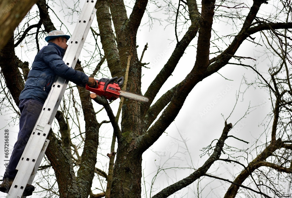 Dangerous work in the heights of the tree and trimming branches with a saw