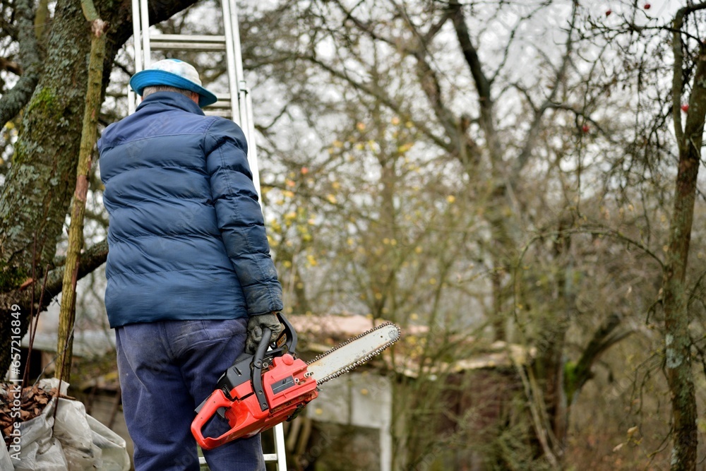 Dangerous work in the heights of the tree and trimming branches with a saw