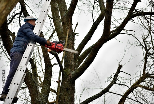 Obraz na płótnie Dangerous work in the heights of the tree and trimming branches with a saw w salonie