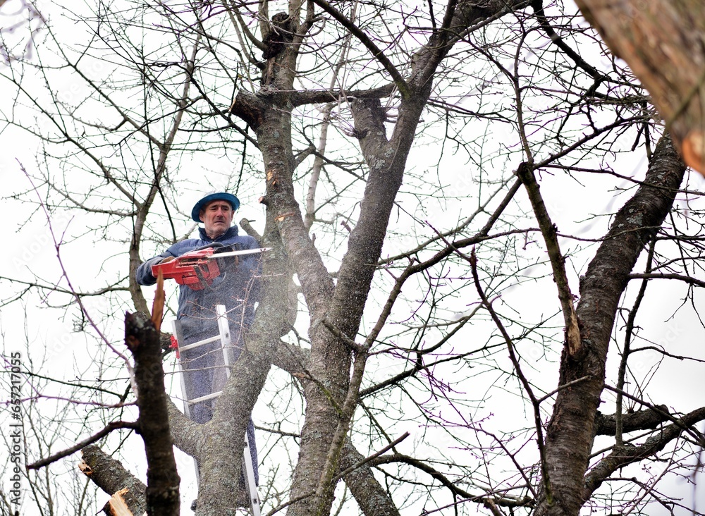 A gardener on a high ladder prunes trees in the garden in autumn
